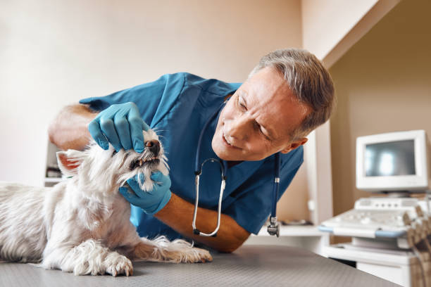 Best Pediatric Emergency Dentist in Morton, MS